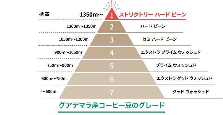 図：グアテマラ産コーヒー豆のグレード